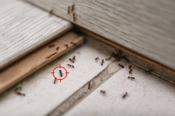 Best Mosquito Control Services  in Brownsboro, TX