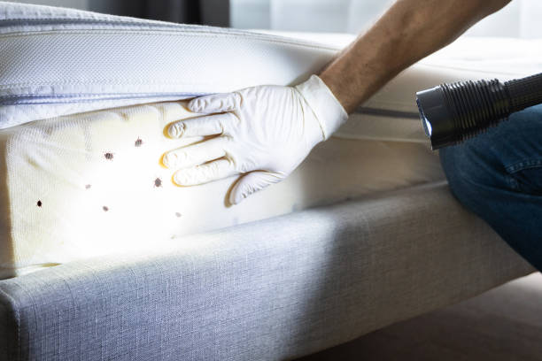 Best Pest Removal Services  in Brownsboro, TX