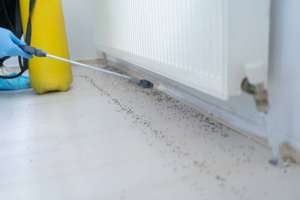 Best Local Pest Control Services  in Brownsboro, TX